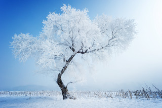 Snowy tree field blue sky - the foreground free wallpaper