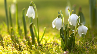 White flowers growing grass sunny - sunlight free wallpaper