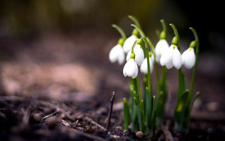 White flowers dirt ground grass - white flower free wallpaper