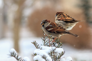 Birds snow forest branch macro - the ground and trees free wallpaper