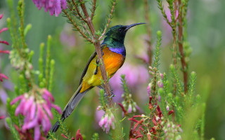 Colorful bird perched branch pink - vibrant colour free wallpaper