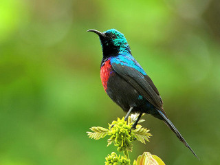 Colorful bird flower forest blurry - rich free wallpaper