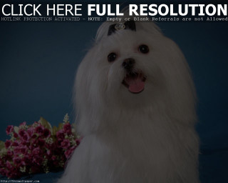 White dog black collar flower - its mouth free wallpaper