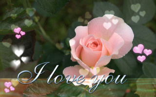 Pink rose hearts i love 4 - a pink rose free wallpaper