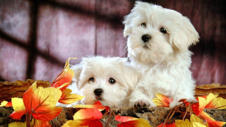 Two white dogs sitting leaves - autumn free wallpaper for desktop
