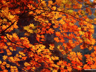 Orange leaves fall blue sky - the fall season free wallpaper