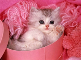 Pink kitten box blanket teddy - nearby free wallpaper