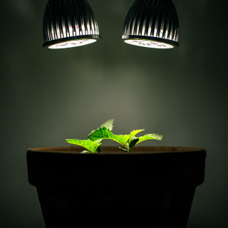Plant growing pot lights table - under free wallpaper