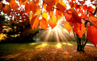 Tree leaves sunlight branches background - branch free wallpaper