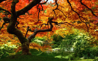 Tree branches park river autumn - many free wallpaper