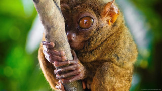 Small animal big brown eye - the background and a blurry background free wallpaper