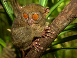 Small brown animal orange eyes - orange free wallpaper