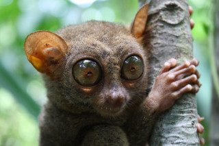 Small animal big eyes tree 3 - its hand free wallpaper
