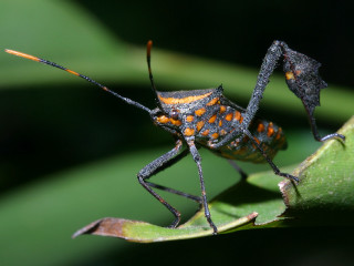 Orange spotted bug leaf green - cricorps grégoire free wallpaper