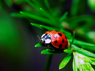 Ladybug green leaf plant nature - lot of leaves free wallpaper