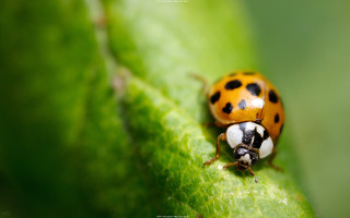 Ladybug green leaf black spots - black spot free wallpaper