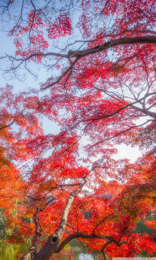 Bench red leaves lake fall - vivid free wallpaper