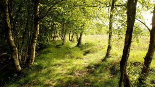 Forest path trees grass sunlight - both side of it free wallpaper