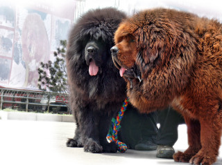 Two dogs sidewalk leash mouth - one dog free wallpaper