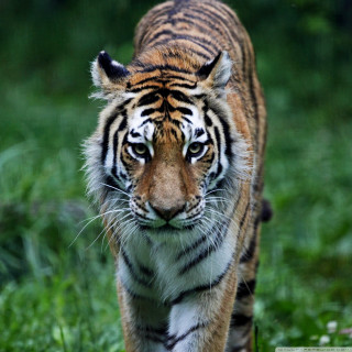 Tiger walking lush green field - a tiger free wallpaper