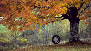 Tire swing fall leaves forest - art free wallpaper for desktop