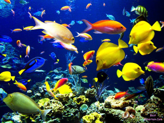 Colorful fish aquarium water rocks - a large aquarium free wallpaper