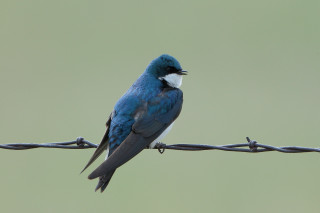 Blue bird fence green background - dennis flanders free wallpaper