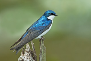Blue white bird sitting branch - dennis flanders free wallpaper