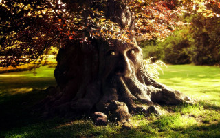 Tree face carving park grass - grass and trees free wallpaper