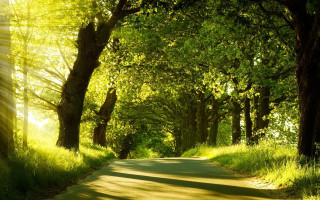 Road trees grass sunshine nature - both side of it free wallpaper
