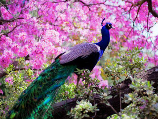 Peacock tree branch pink flowers - free nature wallpaper