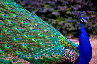 Peacock feathers spread tail display 4 - its feather free wallpaper