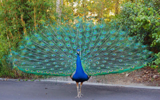 Peacock feathers street trees background - its feather free wallpaper