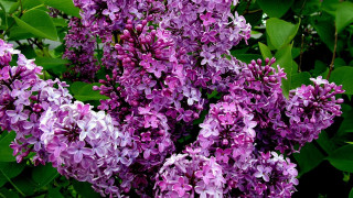 Purple flowers grass leaves blooming - purple free wallpaper