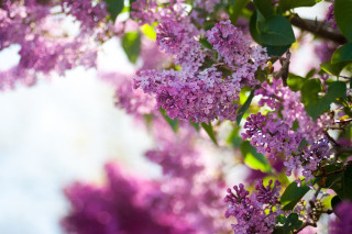 Purple flowers tree white sky - bracha l. ettinger free wallpaper