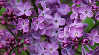 Purple flowers blooming garden green - david budd free wallpaper