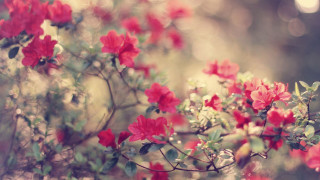 Red flowers tree branch sunlight - a tree branch in the sun light of the day free wallpaper