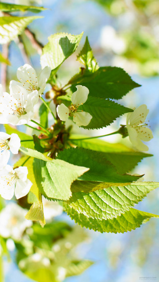 White flower branch bokeh macro 3 - a branch of a tree free wallpaper