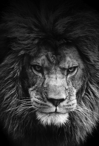 Lion face black white background 2 - angry free wallpaper