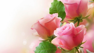 Pink roses green leaves white - pink rose free wallpaper