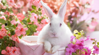 White rabbit basket pink flowers - a white rabbit free wallpaper