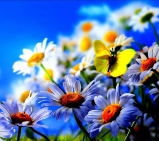 Field daisies butterfly sky blue - a blue sky background free wallpaper
