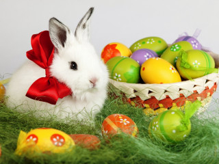 White bunny basket eggs grass - a basket of eggs free wallpaper