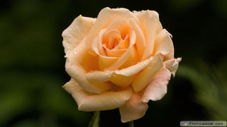 Yellow rose water droplets green - a yellow rose free wallpaper