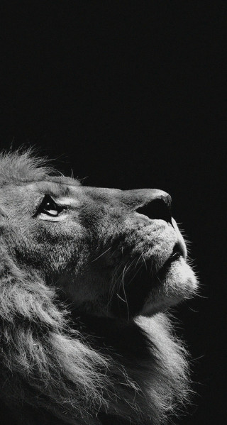 Lion looking up dark sky - the dark sky free wallpaper