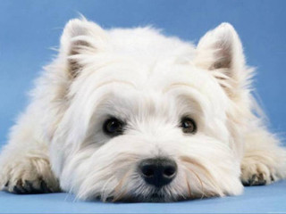 White dog blue floor blue - a blue wall free wallpaper