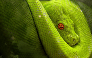 Green snake curled ball red - a red eye free wallpaper