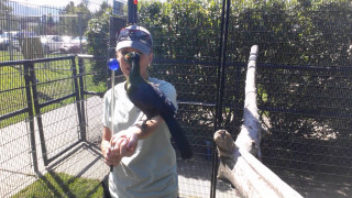 Man holding bird fenced area - upper body free wallpaper