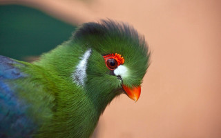 Green bird red eye white - charles bird king free wallpaper