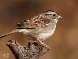 Small bird perched branch sun - a blurry background free wallpaper